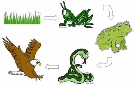 Bildresultat för food chain frog Food Chain Diagram, Simple Food Chain, Chain Clipart, Food Chain Game, High School Graduation Party Favors, Food Chain Activities, Science Penguin, Homework Ideas, Animal Food