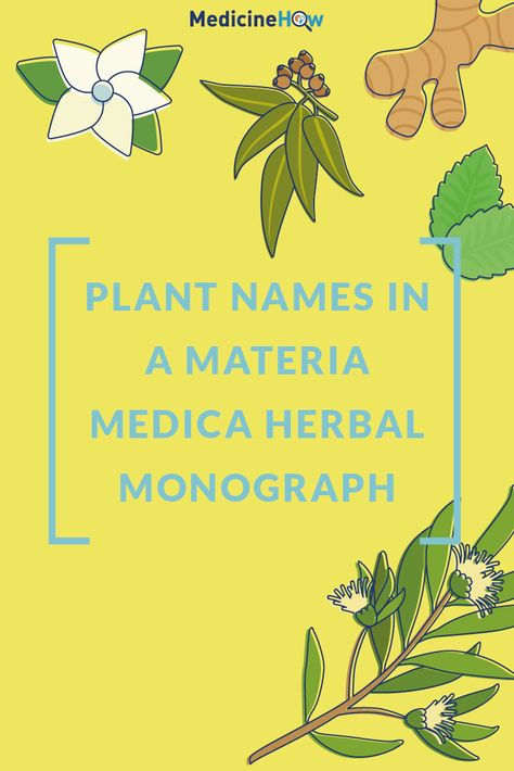 Plant Names in a Materia Medica Herbal Monograph Botanical Names, Herbal Education, Plant Names, Medicinal Tea, Medicine Chest, Family Names, Common Names, Holistic Medicine, Natural Herbs