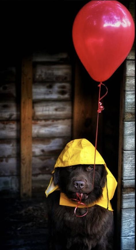 Pumpkin Dog Photoshoot, Dog Owner Halloween Costumes, Fun Dog Photoshoot, Puppy Halloween Photoshoot, Puppy Fall Photoshoot, Dog Photoshoot Halloween, Halloween Photoshoot With Dog, Halloween Pet Photoshoot, Diy Halloween Costumes For Dogs