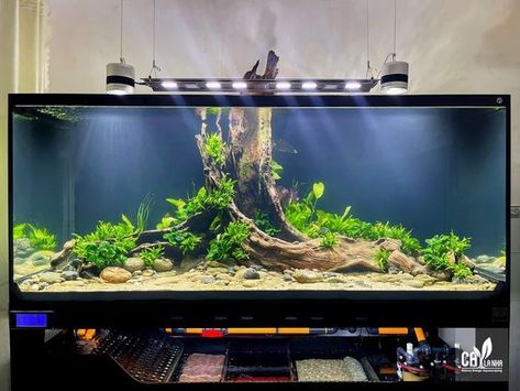 Aquarium Layout Ideas, Discus Tank Ideas, Freshwater Aquarium Ideas, Cool Aquariums, Hardscape Aquarium, Large Fish Tanks, Goldfish Aquarium, Aquarium Architecture, Fish Aquarium Decorations