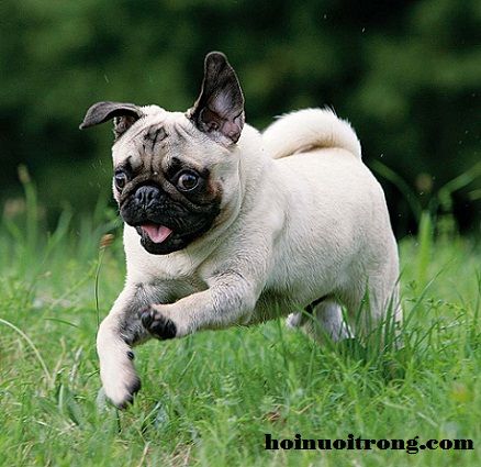 Flying Pug, Animal Reference, Art References, Children’s Books, Pug, French Bulldog, Art Reference, Bulldog, Running