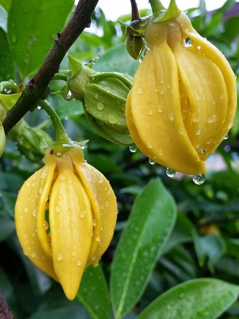 Ylang Ylang vine Tropical Permaculture, Garden Farming, Banana Seeds, Study Stuff, Seeds Color, Yellow Plants, Rare Seeds, Plant Propagation, Fragrant Plant