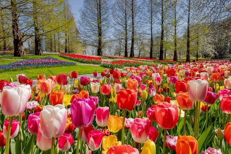 Field Of Tulips, Amsterdam Tulips, Tulip Season, Apple Background, Dutch Tulip, Cherry Blossom Japan, Cute Pink Background, Backgrounds Girly, Spring Getaway