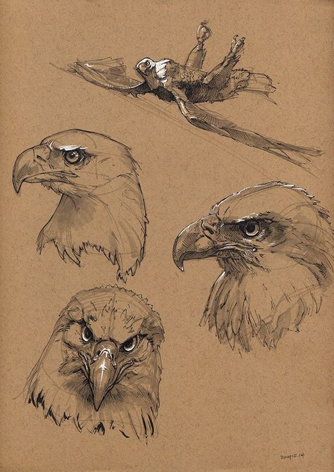 Eagle Anatomy Drawing, Egal Drawings, Eagle Anatomy, Eagle Reference, Eagle Illustration, Eagle Drawing, Andermatt, Animal Drawings Sketches, Animal Study