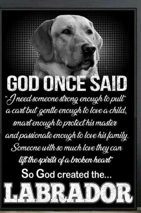 Labrador Dogs, Dog Poems, Dog Quotes Love, Dog Movies, Lab Dogs, Black Labs, Dog Info, Labrador Retriever Dog, Dogs Puppy