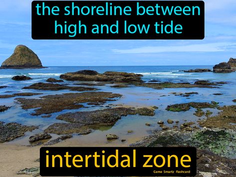 Intertidal Zone definition: The shoreline between high and low tide. Intertidal Zone, Ocean Trench, Spring Tide, Rip Current, Continental Shelf, Keystone Species, Ocean Current, Amur Leopard, Easy Science