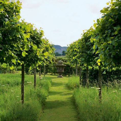 Lime trees in a wild flower meadow with mown path leading to stone feature Pleached Trees, Lime Trees, Orchard Garden, Wild Flower Meadow, Meadow Garden, Lime Tree, Planting Design, Flower Meadow, Traditional Garden