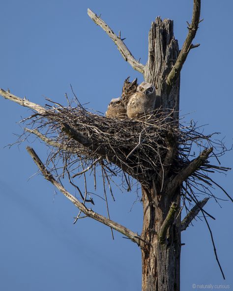 Owl Nest, Animal Noses, American Crow, Animal Adaptations, Animal Tails, Animal Teeth, Barred Owl, Crows Ravens, Owl Family