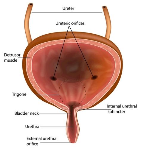 Anatomical structure of the bladder. Image Credit: Sakurra / Shutterstock Urinary Bladder, Urinary Bladder Anatomy, How To Stop Bladder Leakage, Intersistial Bladder, Neurogenic Bladder, Urinary Health, Flatter Stomach, Bladder Control, Urinary Tract