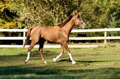 Limited land? No Problem!. With a little extra effort, you can enjoy the advantages of a large farm even if you keep your horses on a relatively small acreage. Horse Farm Layout, Stable Management, Equine Stables, Horse Senior Pictures, Backyard Barn, Pictures With Horses, Horse Fencing, Farm Layout, Softball Pictures