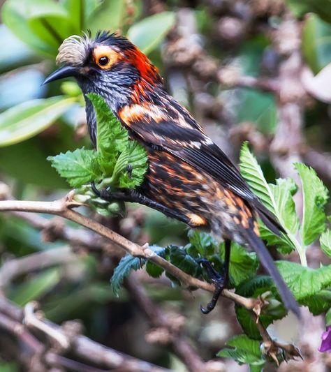 The ʻakohekohe or crested honeycreeper is a species of Hawaiian honeycreeper. It is endemic to the island of Maui in Hawaiʻi. Wikipedia Scientific name: Palmeria dolei Higher classification: Palmeria Rank: Species Forest Canopy, Animal Alphabet, Flowering Trees, Wild Birds, Beautiful Butterflies, Bird Feathers, Real Photos, Beautiful Birds, Maui