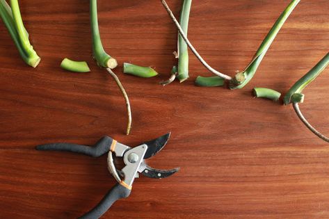 Good to Know: How to Propagate a Monstera (and other care tips) — CARMEON HAMILTON Propagating Monstera, Carmeon Hamilton, Seasonal Aesthetic, Monstera Plant Care, Apartment Gardening, Repotting Orchids, Abc Wall, Large Indoor Plants, My Purpose In Life