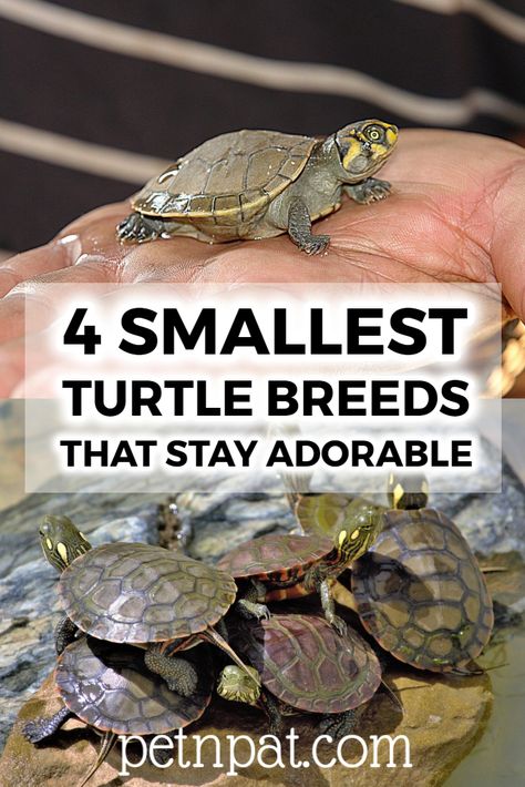 4 Smallest Turtle Breeds Guaranteed To Stay Adorable Forever!  #turtles #pets #animals #aquarium Water Turtle Tank Ideas Indoor, Water Turtle Habitat Ideas, Small Turtle Tank Ideas, Turtle Cage Ideas, Diy Turtle Habitat, Pet Turtle Tank, Water Turtle Tank Ideas, Turtle Habitat Ideas Indoor, Indoor Turtle Habitat