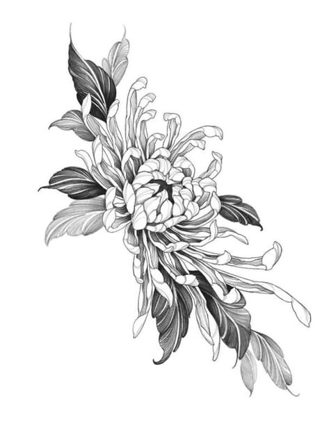 Chrysanthemum Leg Tattoo, Draw Chrysanthemum Flower, Chrysanthemum Flower Tattoo Design, Chrysanthemum Tattoo Design, Crisantemo Tattoo, Chrysanthemum Art, Chrysanthemum Flower Tattoo, Chrysanthemum Design, Floral Back Tattoos