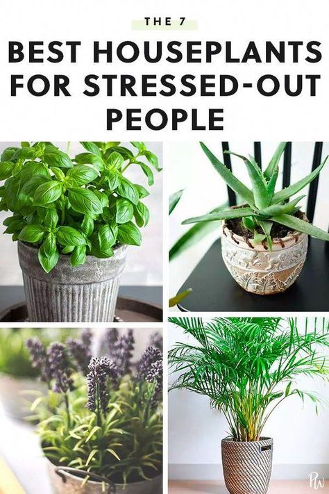 Best Houseplants, نباتات منزلية, Household Plants, Inside Plants, Best Indoor Plants, Air Purifying Plants, Bedroom Plants, House Plants Decor, House Plants Indoor