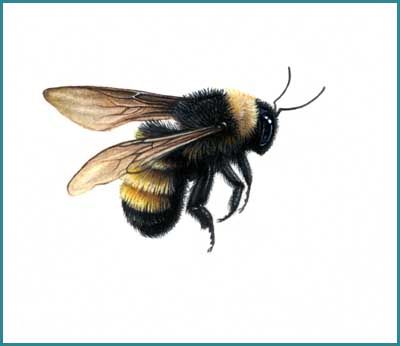 https://flic.kr/p/7yZAus | The American Bumble bee | Bombus pennsylvanicus Watercolour on Arches HP Fly Sketch, Bird Tattoo Design, Tattoo Son, Bumble Bee Tattoo, Vogel Tattoo, Bee Drawing, Bee Painting, Bird Tattoo, Bee Tattoo