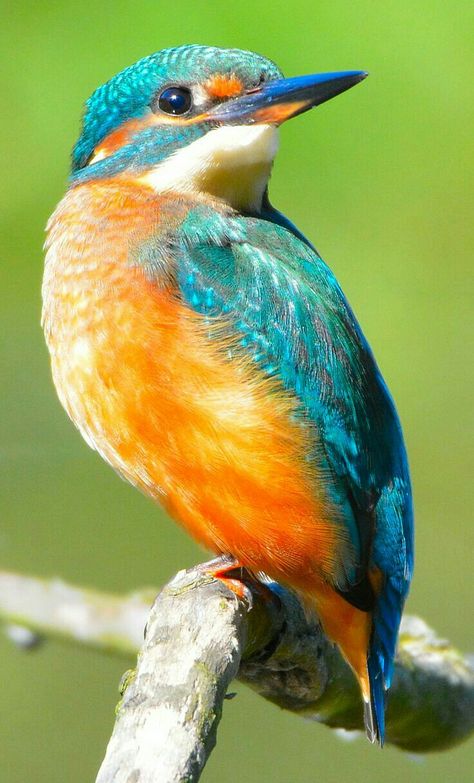 Los abejarucos son un grupo de aves casi paseriformes de la familia Meropidae que contienen tres géneros y 27 especies. La mayoría de las especies se encuentran en África y Asia, y algunas en el sur de Europa, Australia y Nueva Guinea. Kingfisher Bird, Most Beautiful Birds, Rare Birds, Australian Birds, Colorful Bird, Nature Birds, Bird Pictures, Exotic Birds, Bird Drawings