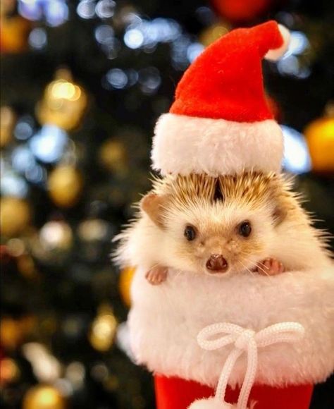 Hedgehog Christmas, Happy Hedgehog, Baby Hedgehog, Christmas Forest, Kawaii Christmas, Cute Hedgehog, Christmas Bear, Cute Animal Photos, Amazing Animals