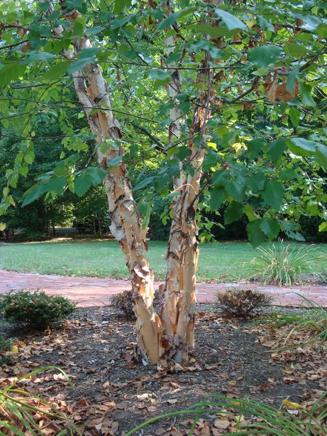 River Birch Trees, Betula Nigra, Maidenhair Tree, River Birch, Ginkgo Tree, California Garden, Fast Growing Trees, Tree Seeds, Ornamental Trees