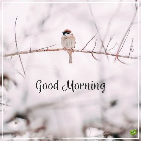 Good Morning Cold Day, Cold Good Morning, Good Morning Cold, Good Morning Snow, Winter Good Morning, Snow Morning, Everything Is Okay, Good Morning Pics, Good Morning Winter