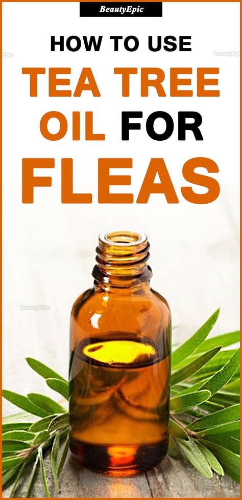 how to use tea tree oil for fleas Kill Fleas On Dogs, Homemade Flea Spray, Flea Spray For Dogs, Essential Oils For Fleas, Dog Flea Remedies, Tick Spray For Dogs, Home Remedies For Fleas, Itchy Dog Skin, Tea Tree Oil Uses