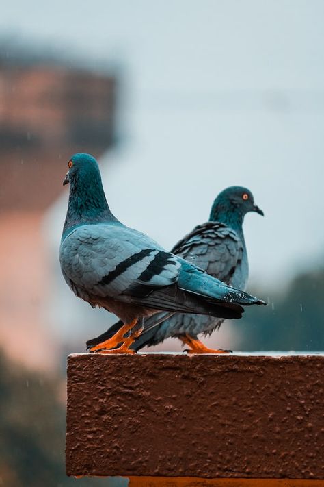 blue pigeon on brown concrete surface photo – Free India Image on Unsplash Pigeon Loft Design, Cute Pigeon, Pigeon Pictures, Dove Pictures, Pigeon Bird, Pigeon Pose, Bird Wallpaper, Nature Birds, Animal Sketches