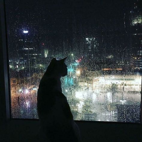 Rainy Day Cat Aesthetic, Cat Rain Aesthetic, City Cat Aesthetic, Past Aesthetic, Cat At Night, Rainy Photos, Gatos Cool, Calming Pictures, City Rain