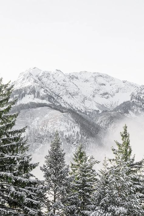 Snowy Mountain Print Green Pine Forest Mountain Wall Art | Etsy Snowy Evergreen Trees, Winter Nature Photography, Winter Forest Mountain, Snow Topped Mountains, Snowy Pine Trees Wallpaper, Winter Photography Nature, Snow Mountain Background, Snowy Pine Trees, Nordic Forest