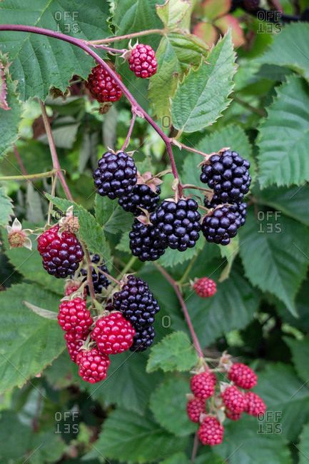 Blackberry Branch, Blackberry Bramble, Blackberry Bush, Afternoon Tea Tables, Raspberry Bush, Berry Garden, Easy Flower Drawings, Vegetable Pictures, Fruit Bushes