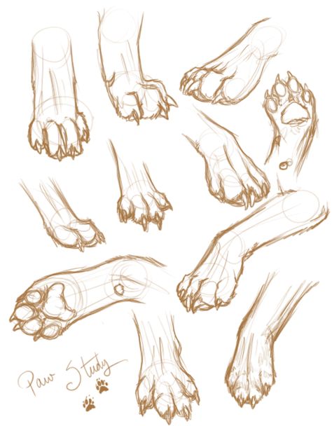 Paw Sketch, Cat Paw Drawing, Wolf Paws, Dog Paw Drawing, Wolf Oc, Paw Drawing, Canine Drawing, Cat Drawing Tutorial, Cats Art Drawing