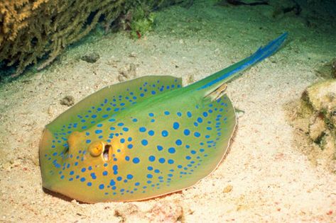 Decorate the stingray craft with different colors and patterns. Blue Spotted Stingray, Spotted Ray, Spotted Stingray, Stingray Fish, Sting Rays, Under Water World, Aquatic Animal, Manta Rays, Animals Sea