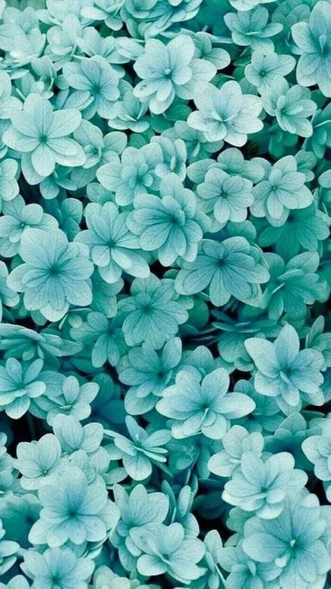 Teal Flower Wallpaper, Color Calipso, Biana Vacker, Teal Wallpaper Iphone, Flor Iphone Wallpaper, Zoom Wallpaper, Frühling Wallpaper, Turquoise Aesthetic, Hydrangea Wallpaper