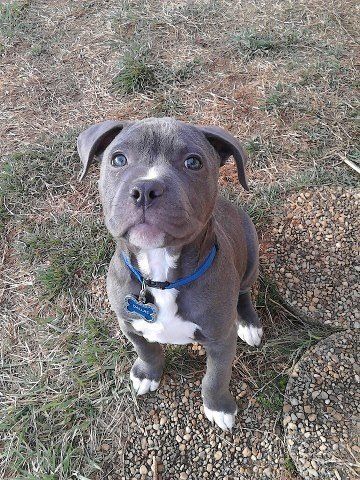 Baby blue pitbull Blue Pitbull, Pit Dog, Pitt Bull, Blue Pits, Pugs Funny, Pitbull Puppies, Bull Terrier Dog, Pit Bull Terrier, Pit Bulls