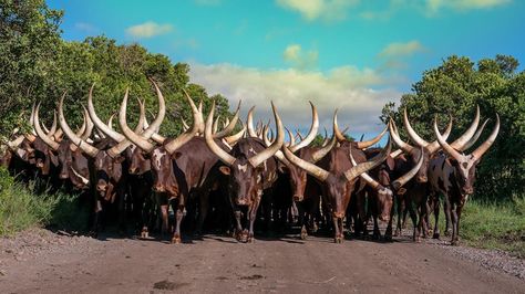 Ankole cattle Ankole Cattle, Animals With Horns, Long Horns, Wild Animals Photography, Livestock Farming, Central Africa, Africa Safari, Rare Animals, Primates