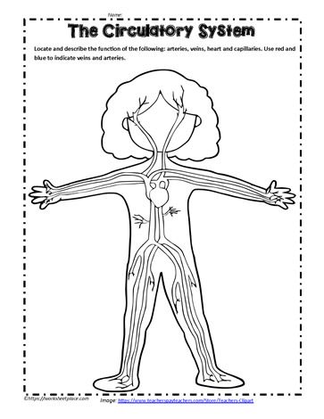 Circulatory System Diagram, Circulatory System Projects, Circulatory System For Kids, Circulatory System Activities, Home Learning Activities, Human Body Printables, 3rd Grade Science, Human Body Worksheets, Teaching Classroom Decor