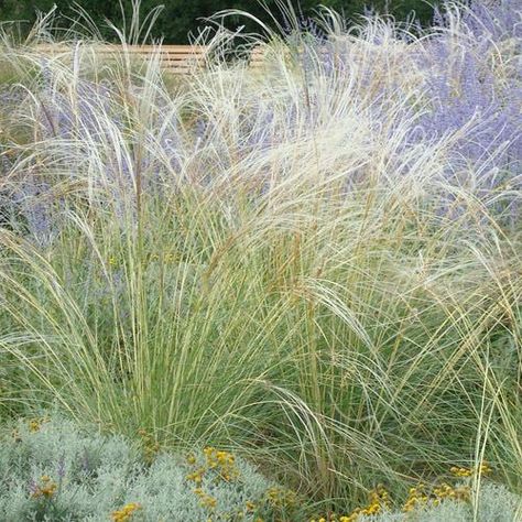 Stipa Barbata, Ornamental Grasses For Shade, Waterwise Landscaping, Tall Ornamental Grasses, Grass Plants, Prayer Garden, Ornamental Grass, Grasses Landscaping, Hummingbird Garden