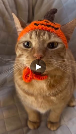 161K views · 66K reactions | It’s that time of year again!!! We hope everyone is enjoying a PSL today 😸🎃
…
Check out our Etsy page (link in bio) or DM me for custom orders 🧡
… 
#pumpkinspice #pumpkinspicelatte #psl #crochet #catsofinstagram #crochetcathat #hatsoncats #etsy #cathat #crochetaddict #orangecat #blackcat #crochetersofinstagram #dancingcat #cutecat | Hats on Cats | Scott Mead · Spice, Spice, Baby Crochet Cat Hat, Dancing Cat, Cat Hat, Mead, Orange Cat, Pumpkin Spice Latte, Halloween Cat, Cat Gif, Dm Me