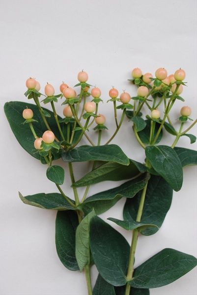 Peach or Pink hypericum berries (Desinger's choice) Flower Identification, Hypericum Berries, Unique Wedding Flowers, Flower Guide, Cake Flowers, Cut Flower Garden, Coral Flowers, Blush Flowers, Flower Names