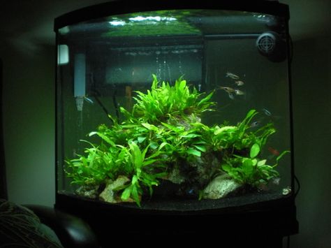 My 26 Bow 36 Gallon Bow Front Aquarium, Aquarium Themes, Bow Front Aquarium, Freshwater Aquascape, Aquarium Hood, Aqua Scape, Aqua Scaping, Aquascape Ideas, Freshwater Aquarium Plants