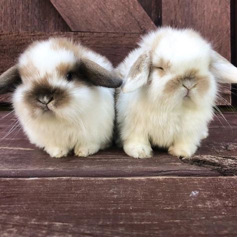 Rabbit Cage Setup, Cakes For Easter, Easter Bunny Cakes, Easter Bunny Food, Rabbits Cute, Bunny Cakes, Bunny Ideas, Pet Bunny Rabbits, Beautiful Rabbit