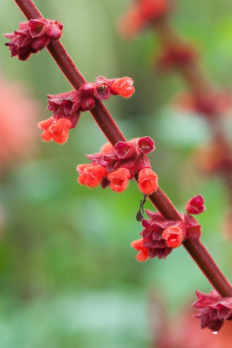 OCTOBER Salvia confertiflora. "Stems are covered in a rash of scarlet hairs that define the elegant profile, and each carry a succession of coral-red flowers in ascending whorls" (Chris Marchant) Salvia Confertiflora, Reddish Hair, Great Dixter, Hair Cover, Growing Tomatoes, Coral Red, Green Garden, Red Flowers, Scarlet