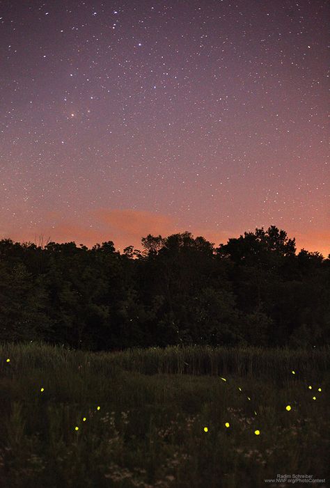 Firefly Photography, Game Offline, Kristina Webb, National Wildlife Federation, Play Date, Wildlife Photos, The Night Sky, Nature Aesthetic, Pretty Places