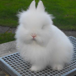 Blue Eyed White Lionhead Rabbit White Lionhead Rabbit, Lionhead Bunny, Lionhead Rabbit, Pet Bunny Rabbits, Rabbit Colors, Cute Bunny Pictures, Funny Rabbit, Pet Bunny, Bunny Pictures