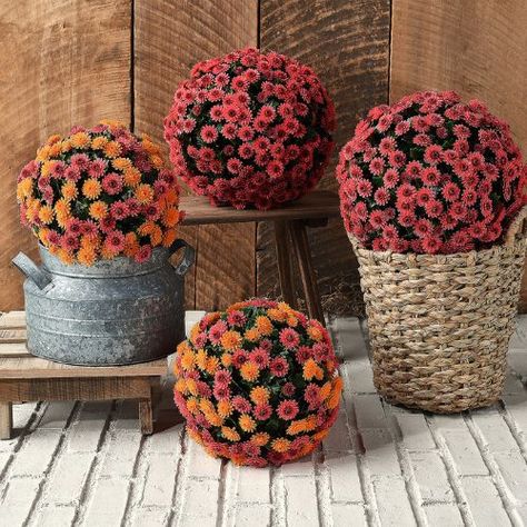 Mum Garden, Faux Mums, Garden Mum, Garden Spheres, Fall Mums, Fall Flower, Tree Shop, Outdoor Wicker, Humble Abode