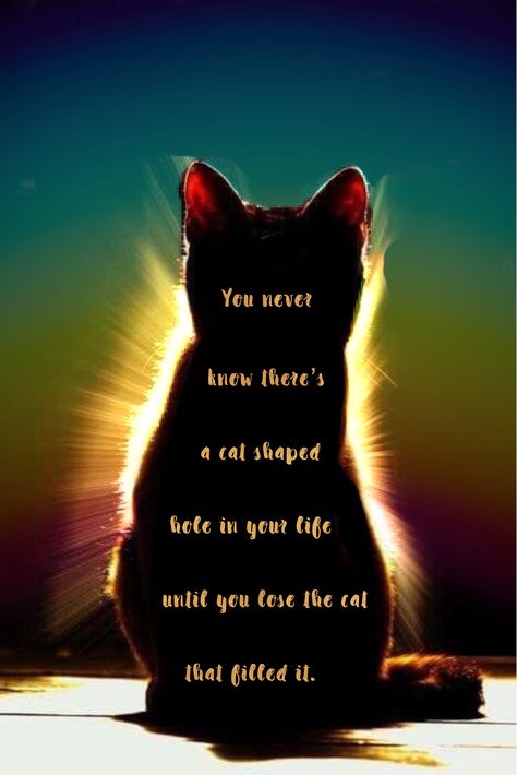 You never know you have a cat . . . | Rainbow Bridge Cat Love Quotes, Cat Poems, Cat Spirit, Cat Loss, Pet Remembrance, A Black Cat, Cat Facts, Cat Quotes, Animal Quotes