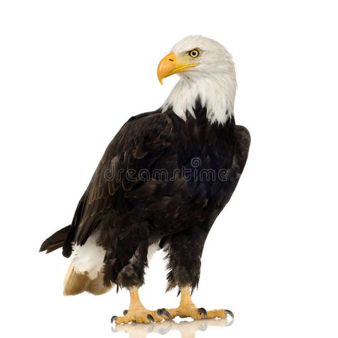 Bald Eagle (22 years) - Haliaeetus leucocephalus. In front of a white background #Sponsored , #AD, #ADVERTISEMENT, #years, #white, #background, #Eagle Haliaeetus Leucocephalus, Preschool Activities Toddler, Fabric Wall Art, Gold Ring Designs, Bald Eagle, Wall Mural, Eagles, Wall Murals, White Background