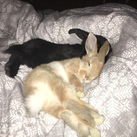 Bunnies Sleeping, Vegan Meme, Rabbit Sleeping, Bunny Sleeping, Two Bunnies, Two Rabbits, Dinner Vegan, Sleeping Bunny, Rabbit Life