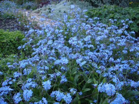 Sweet Woodruff, Forget Me Not Flowers, Flower Pens, Forget Me Not Flower, Blue And Purple Flowers, Cottage Garden Design, English Cottage Garden, Cottage Gardens, Flower Landscape