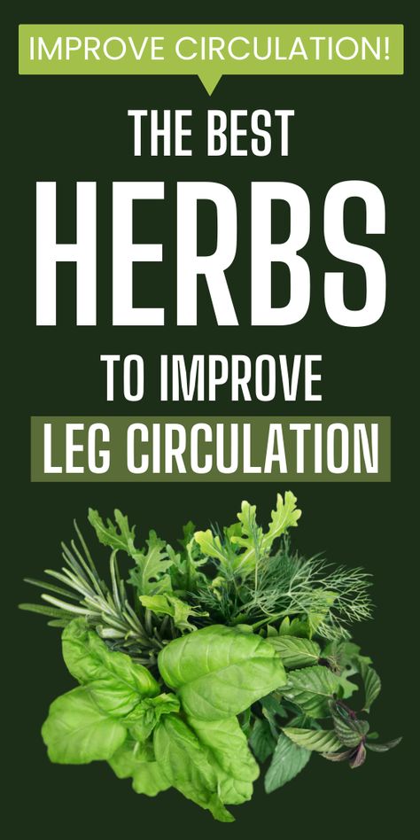 Boost your leg circulation naturally with these powerful herbs! 🌿 Discover the best herbs to enhance blood flow, reduce swelling, and keep your legs feeling light and healthy. Say goodbye to poor circulation and hello to better vascular health. #HerbalRemedies #HealthyLiving #Circulation #NaturalHealing #Wellness Herbs For Circulation, Leg Circulation Remedies, Improve Leg Circulation, Blood Circulation Remedies, Bad Circulation, Leg Circulation, Reduce Nausea, Nerve Health, Liver Diet