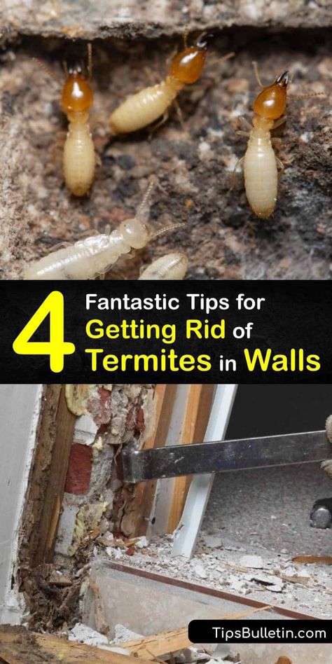 How To Get Rid Of Termites, How To Get Rid Of Termites In The House, Termites Diy How To Get Rid, Flying Termites, Signs Of Termites, Drywood Termites, Diy Bug Repellent, Termite Prevention, Wood Termites